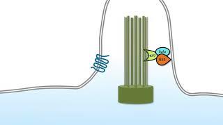 The hedgehog signaling pathway – Part 3