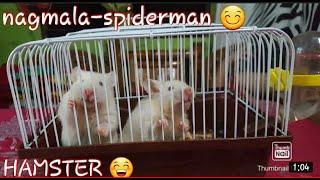 HAMSTER NAGMALA SPIDERMAN | LAVENGCO VLOG | ILOCANO VLOG