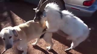 LUCU Kambing Kawing dengan Anjing