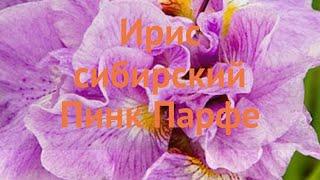 Ирис сибирский Пинк Парфе (iris sibirica pink-parfe)  обзор: как сажать, саженцы ириса Пинк Парфе