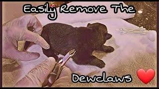 Removing A Pups Dewclaws 101 | No Blood and Pain Free Dewclaw removal | Ayers Legends