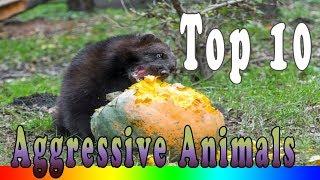 Top 10 Most Aggressive Animals In The World