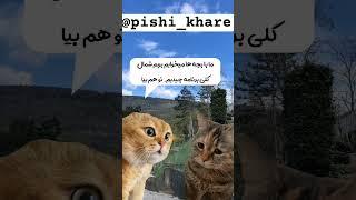 برنامت برای عید چیه؟کجا رو به گند بکشیم؟ #cat #animal #catlover #catty #explore #caty #funny