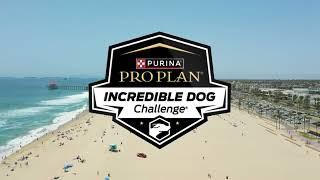 Incredible Dog Challenge 2024 Huntington Beach