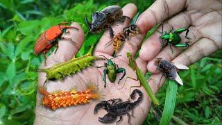 catching incredibly beautiful insects‼️hunting sago beetles, colorful caterpillars, frog leg beetles