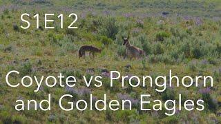 Golden Eagle + Coyote vs Pronghorn | Behind The Lens | S1E12 | Inspire Wild Media