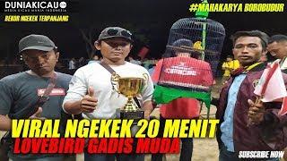 Mahakarya  Borobudur : VIRAL!! Love Bird Fighter GADIS MUDA Ngekek 20 Menit