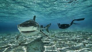 Giant Tiger shark in the shallows