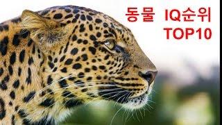 동물IQ순위 TOP10[랭킹코리아]