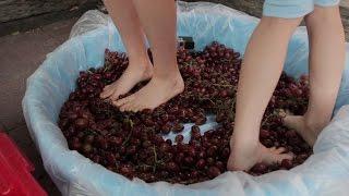 Pressing Grapes the Ancient Way