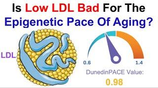 Is Low LDL Bad For The Epigenetic Pace of Aging?