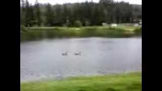 Ducks in Olalla Slough