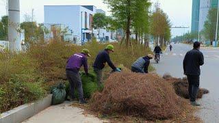 SHOCK! People Don't Believe We Can Clean This Scary, Overgrown Sidewalk That No One Dares To Clean