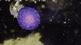 Mysterious Purple Orb | Nautilus Live