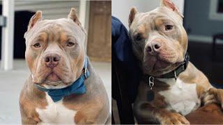 Watch This Before You Buy A Pocket American Bully