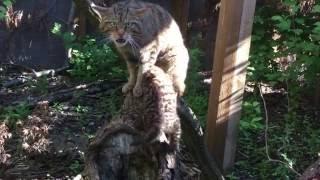 Rare Scottish wildcat kitten at Chester Zoo