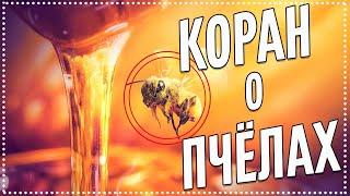 Что в Коране говорится о пчёлах? МЕДОВОЕ ЦАРСТВО