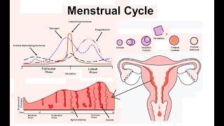 Етеккір айналымы (менструалды цикл, менструация)