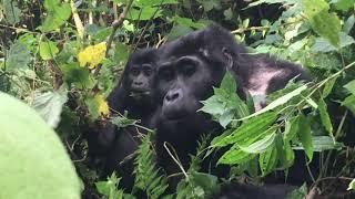 Gorilla Habituation Experience In Uganda