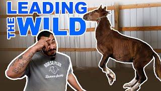 Leading the Wild | Training Tuesday