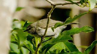 Grey Warbler / Riroriro in autumn - New Zealand Birds, Kapiti