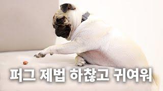 It's pug time! Kang Hyung Wook's having way too much fun at work│Dog Encyclopedia, Pug