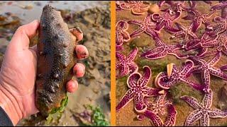 Catching Seafood  Relaxing Video | Fresh Water and Sea Creatures | Oddly Satisfying