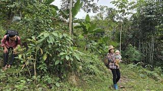 Single mother digs wild cassava to sell - Discovers an unexpected gift | Mụi Muội - My life