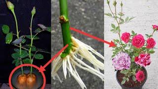 How to grow rose plant cutting (in a potato)