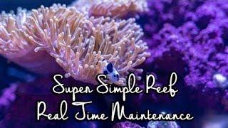 How To Maintain a Reef Tank Real Time Walk through on The Super Simple Reef