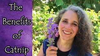 Benefits of Catmint and Catnip