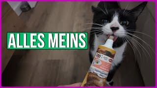 Wenn Katzen sich wie kleine Kinder benehmen 