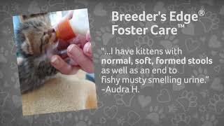 Breeder's Edge Foster Care Milk Replacer for Kittens and Puppies