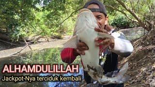 Buka spot baru..!! Nemu sungai di penuhi ikan baung raja besar²