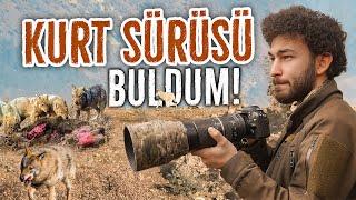 KURT SÜRÜSÜNÜ BULDUM! VAHŞİ DOĞADA KALABALIK KURT SÜRÜSÜ!