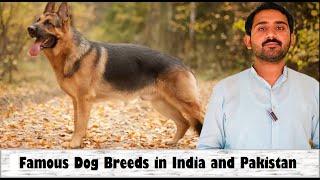 Dog Breeds| Dog Breeds in India| Dog Breeds in Pakistan| Dog Breeds with Pictures| Dog Breeds list
