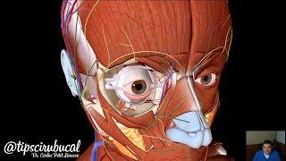 Músculos de la cara - Anatomía 3D