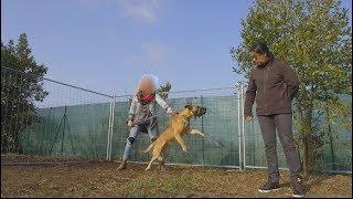 MALINOIS RÉACTIF HUMAINS ET CONGÉNÈRES / PRISE EN MAIN / CENTRE CANIN L'ACADEMIE DES CHIENS