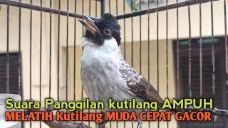 Suara Burung Kutilang Gacor ASLI Tanpa isian, Ampuh untuk Pikat Kutilang bikin kutilang Ribut gacor