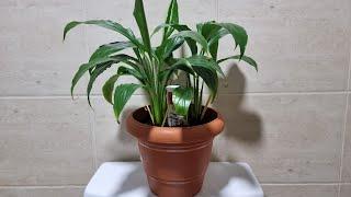 Boy d Xplorer at Home: Best Self Watering DIY Pot for Peace Lily, Money Plant, Snake & Spider Plant