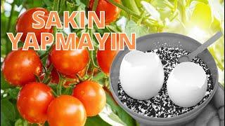 SAKIN YUMURTA KABUĞUNU BÖYLE KULLANMAYIN #domates #salatalık #hıyar #patlıcan #biber #gübreleme