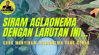 cara menyiram aglaonema yang benar | cara merawat aglaonema