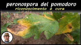 PERONOSPORA DEL POMODORO, riconoscerla e curarla