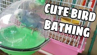 CUTE BUDGIES BATHING | BIRD BATH | NEPHORA