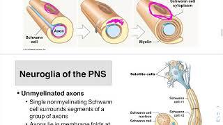 05 Neuroglia PNS and Myelin Formation