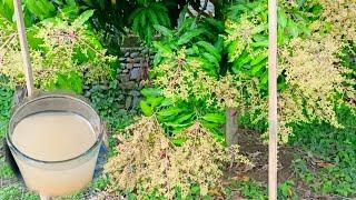 Homemade Natural Hormones to Stimulate Mango Trees Flowering Fast and Dense | Best Natural Hormone