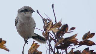 Great Grey Shrike / Varfågel (Lanius excubitor)