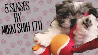 5 Senses Mikki Shih Tzu