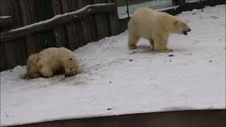 Медвежата после завтрака отдыхают по-разному 04.12.2024