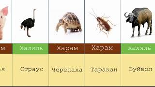 Харам и Халяль Мясо Животных в Исламе